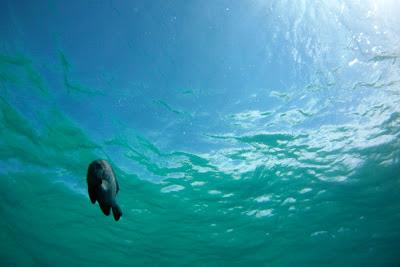 Photos sous-marines à Okinawa