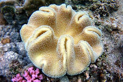 Photos sous-marines à Okinawa