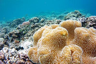 Photos sous-marines à Okinawa