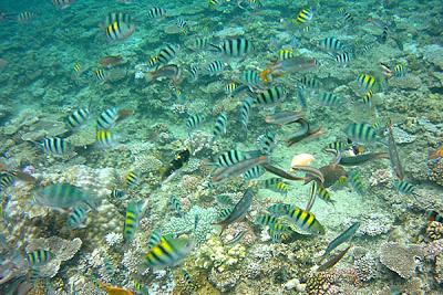 Photos sous-marines à Okinawa