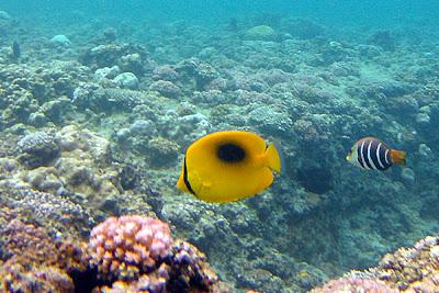 Photos sous-marines à Okinawa
