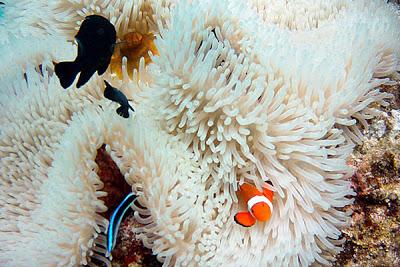 Photos sous-marines à Okinawa