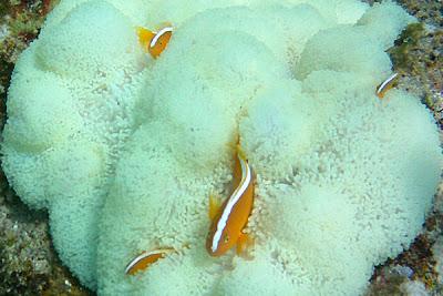 Photos sous-marines à Okinawa