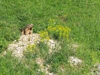Marmotte et son balcon fleuri…