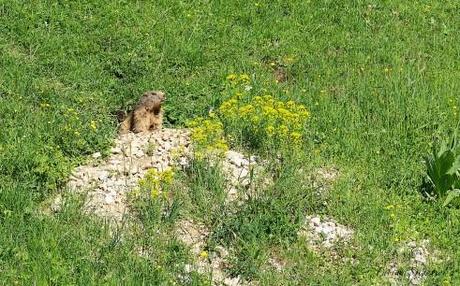 Marmotte et son balcon fleuri...