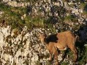Etagne (rieuse?) photographiée dans roche Creux-du-Van…