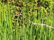 Deux martins-pêcheurs branche bord l’eau…