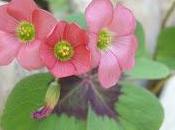 Bouture Oxalis réussie