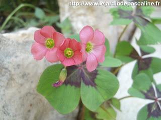 Bouture Oxalis réussie !