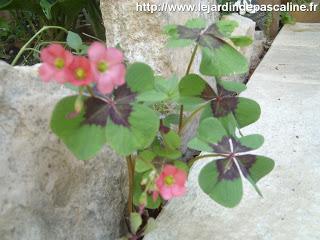 Bouture Oxalis réussie !