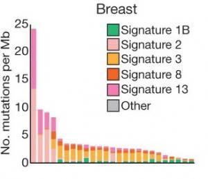 30 CANCERS courants livrent leur signature génétique – Nature 30 CANCERS courants livrent leur signature génétique – Nature