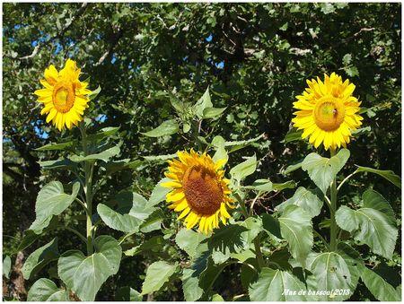 les tournesols arnaud 2013