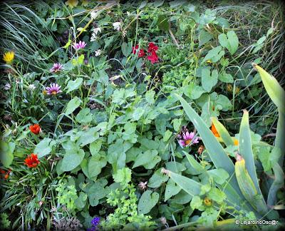 Jardin de Louanne