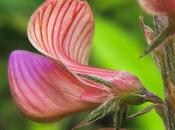 Superbes fleurs Sainfoin