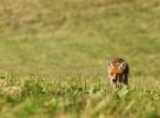 Maître renard parcourant champ baigné dans lumière soir…