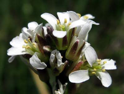 Arabis hirsuta (Arabette hérissée)