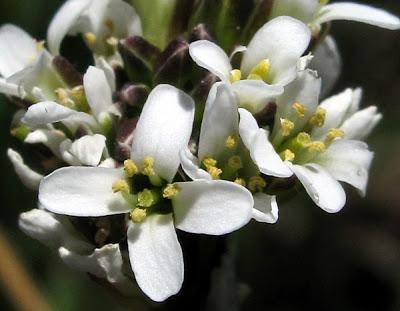 Arabis hirsuta (Arabette hérissée)