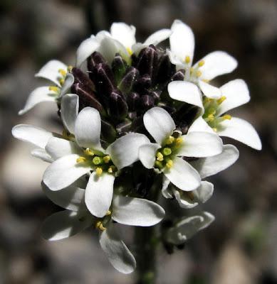 Arabis hirsuta (Arabette hérissée)