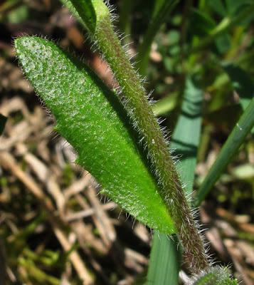 Arabis hirsuta (Arabette hérissée)