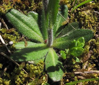 Arabis hirsuta (Arabette hérissée)
