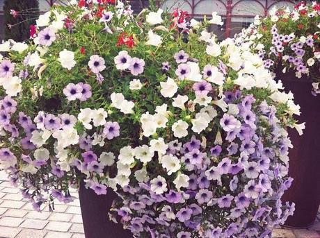 CHARMING POOL CHARMING POOL