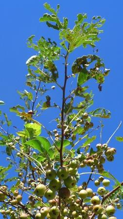 pommier bouffé P1380980