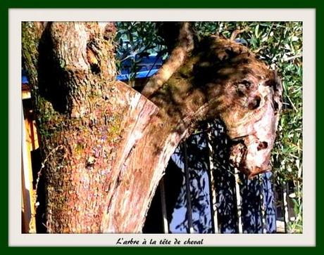 arbre cheval IMG_2984.jpg