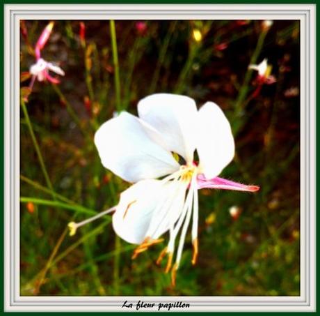 fleur papillon IMG_2978.jpg