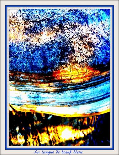 langue de boeuf bleue IMG_2976.jpg