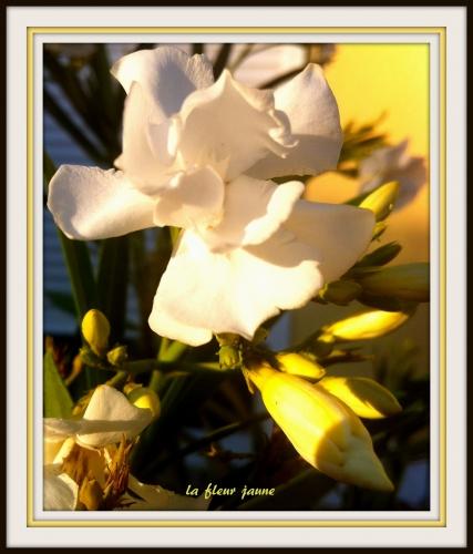 la fleur jauneIMG_2980.jpg