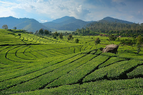 Rancabali Tea Plantation #2, Ciwidey - Bandung, West Java