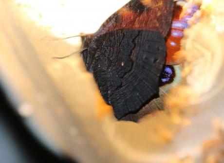 paon 18 août 2013 012.jpg