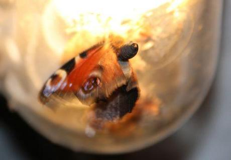 paon 18 août 2013 009.jpg