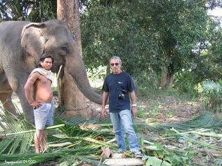 Chang Bo Rai, Trat : Attaque quotidienne d'éléphant sauvage [HD]