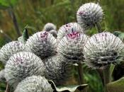 Arctium tomentosum (Bardane tomenteuse)