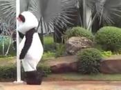 panda fait pole dance Thaïlande