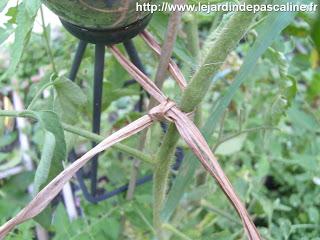 Astuce du lundi : attache-tomates surprise !