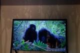 Un UHD ZOO par Samsung