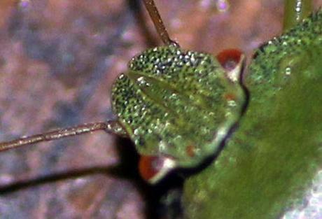 4 palomena yeux 19 août 2013 004.jpg