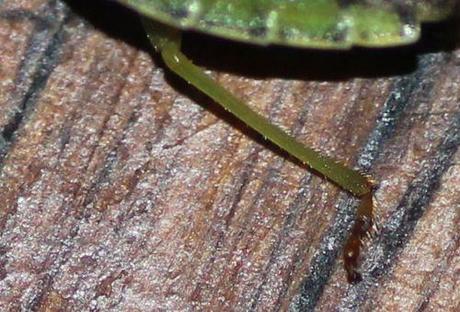 6 palomena patte 19 août 2013 004.jpg