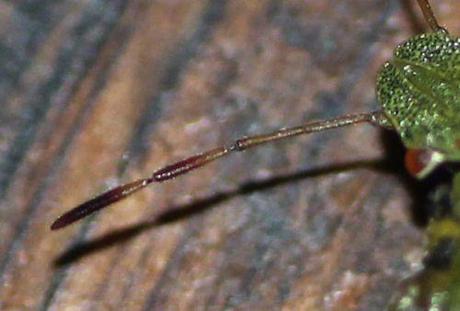 5 palomena antenne 19 août 2013 004.jpg