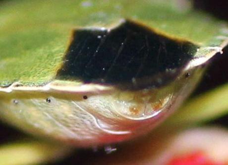 7 palomena cul 19 août 2013 010.jpg