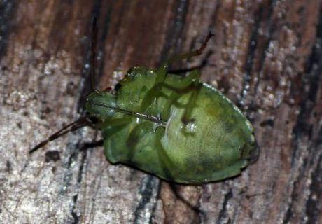 2 palomena 19 août 2013 003.jpg