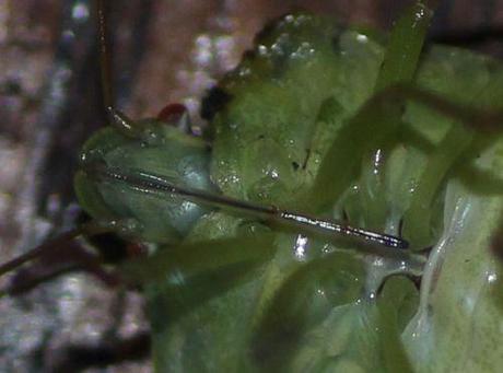 3 palomena rostre 19 août 2013 003.jpg