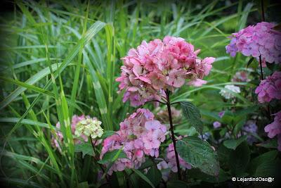 Tour de jardin...