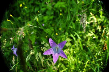 Campanule 1