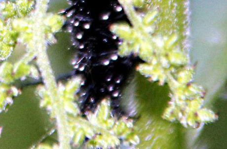 11 inachis tête romi 20 août 2013 p 026.jpg