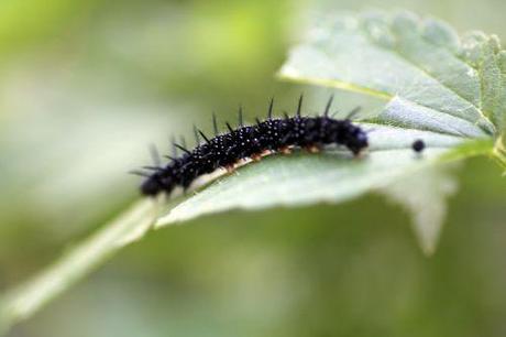 8 inachis romi 20 août 2013 007.jpg