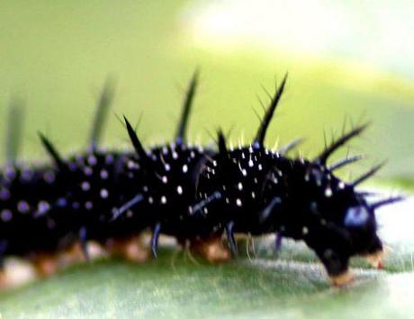 6 inachis rec romi 20 août 2013 002.jpg