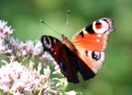 inachis romi 31 août 014.jpg